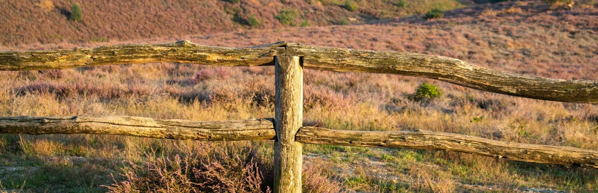 Veluwe afbeelding unsplash