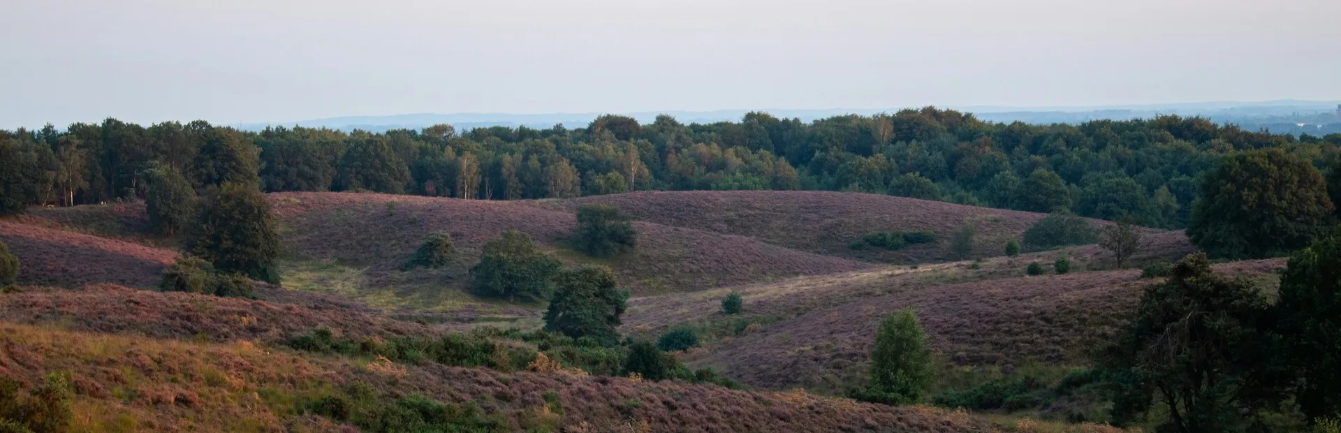 Veluwe stockfoto